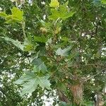 Platanus orientalis Листок