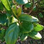 Viburnum suspensum Leaf