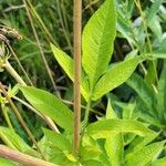 Bidens vulgata Blad