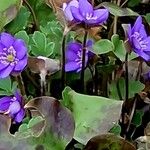 Hepatica nobilis Flower