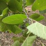 Ficus palmata Ліст