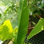 Musa mannii Blad