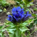 Gentiana septemfida Blodyn