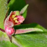 Triosteum perfoliatum Flower