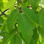 Acer triflorum List