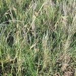 Themeda triandra Fula
