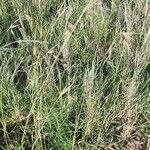 Themeda triandra Flower