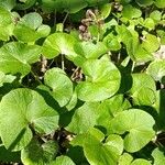 Petasites pyrenaicus Blatt