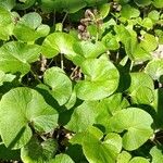 Petasites pyrenaicus Leaf