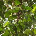 Lacmellea aculeata List