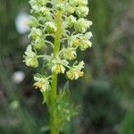 Reseda lutea Fiore