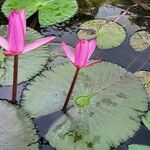 Nymphaea rubra Flower