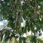 Strychnos nux-vomica 叶
