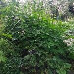 Astrantia major 形態