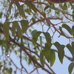 Colophospermum mopane Liść