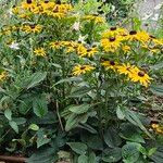 Rudbeckia fulgidaCelota