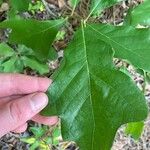 Quercus stellata Leaf