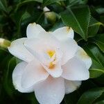 Camellia sasanquaFlower