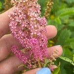 Spiraea tomentosaFlower