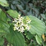 Cornus sanguinea花