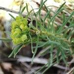 Euphorbia cyparissiasFlower