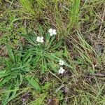 Androsace obtusifolia Fleur