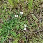 Androsace obtusifolia Floare