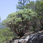 Arctostaphylos mewukka Hábito