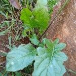 Youngia japonica Leaf