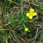 Potentilla erectaÇiçek