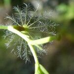 Valeriana officinalisPlod