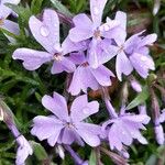 Phlox subulata Květ