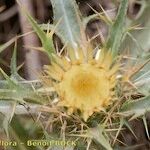 Carlina brachylepis