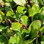 Oenothera fruticosa Leaf