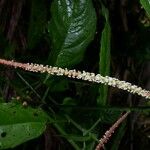 Acalypha costaricensis Кора