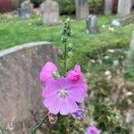 Sidalcea neomexicana Flor