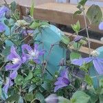 Clematis integrifoliaFlower