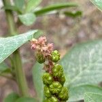 Phytolacca octandra Flor