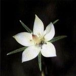Lomatogonium rotatum Floare