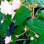 Begonia grandisFloare