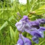 Scutellaria hastifolia Lorea