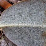 Rhododendron triflorum Leaf