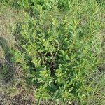 Ceanothus herbaceus Hábito