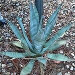 Agave palmeri Ліст