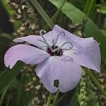 Eudianthe coeli-rosa Flower