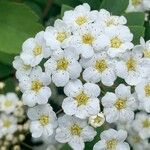 Spiraea chamaedryfoliaFloare