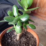 Crassula ovata 葉