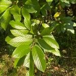 Frangula caroliniana Leaf