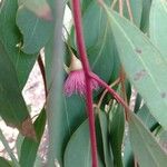 Eucalyptus sideroxylon Çiçek