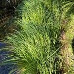 Carex stricta Leaf